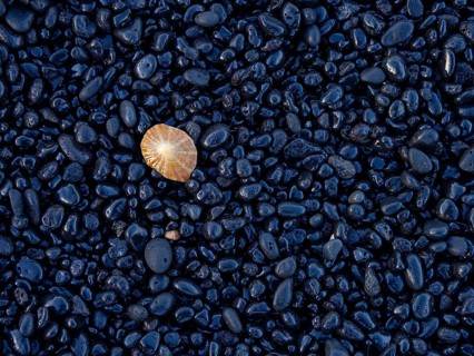 A colourful jellyfish on black pebbles on the beach, Europe, Spain, Canary Islands, Gran Canaria,