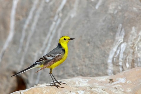 Citrine wagtail, (Motacilla citreola), foraging in a biotope, Middle East, Oman, songbird, family