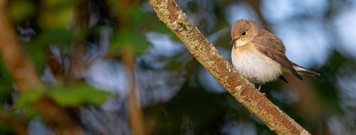 Little Flycatcher, rare songbird, (Ficedula parva), Europe, Germany, Heligoland Island, genus of