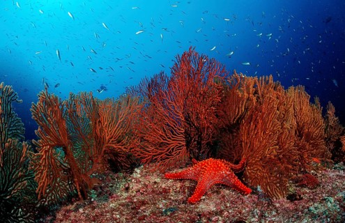 Red starfish in coral reef, Asteroidea, Mexico, Lake Cortez, Lower California, La Paz