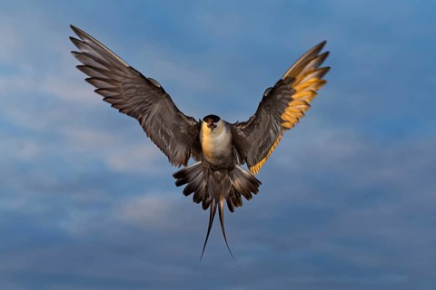Falcon Skua, (Stercorarius longicaudus), animals, birds, gull, family of skuas, flight photo,