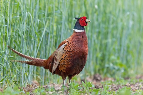 Pheasant, (Phasianus colchicus), animals, birds, fowl, cock, male, Lake Neusiedl, Illmitz,