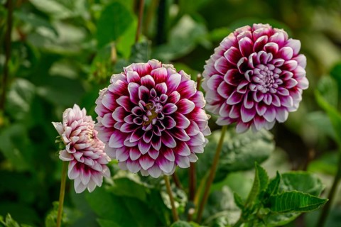 Group of pink and white dahlia blossoms in front of green leaves in a garden, dahlia blossom in