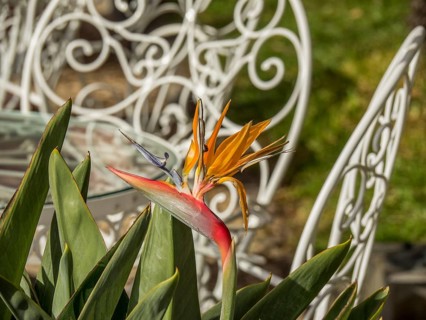 A bird paradise flower in the foreground with decorative metal chairs and green lawn in the