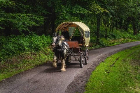Killarney, Ireland, August 2019 Man driving horse carriage on a road through green forest to old