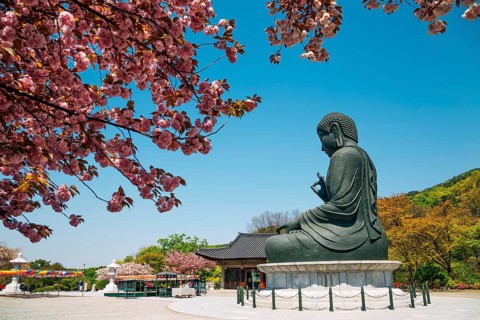 Buddha statue with cherry blossoms at Gakwonsa Temple in Cheonan, Korea
