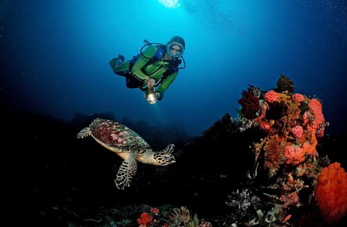 Hawksbill turtle and diver, Eretmochelys imbricata, Bali, Indian Ocean, Indonesia