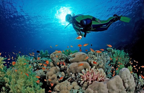 Diver and coral reef, Egypt, Zabargad, Zabarghad, Red Sea