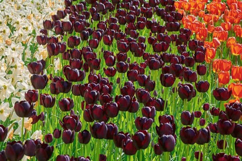 Flowerbed of Tulips and Narcissus of Differnt Colors Keukenhof, Netherlands