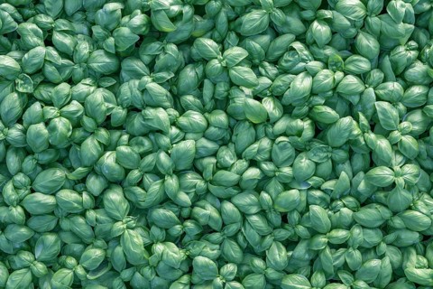 Fresh basil. Green basil. Green basil Food background. A lot of basil