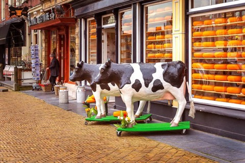 Delft, Netherlands, April 6, 2016: Selection of Dutch cheese at farmers traditional shop and cow