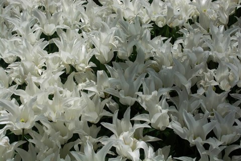 Blooming tulips flowers in as floral plant background