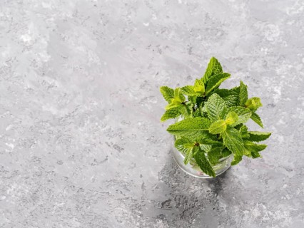Sheaf of fresh mint leaf on gray concrete background. Top view or flat lay. Copy space