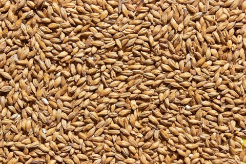 Golden ripe barley grains for planting close background texture