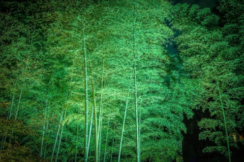 Bamboo Rikugien. Shooting Location: Tokyo metropolitan area