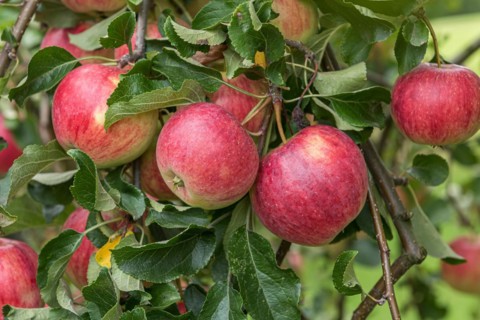 Apple (Malus domestica 'Reanda'), Cambridge Botanical Garden, Germany