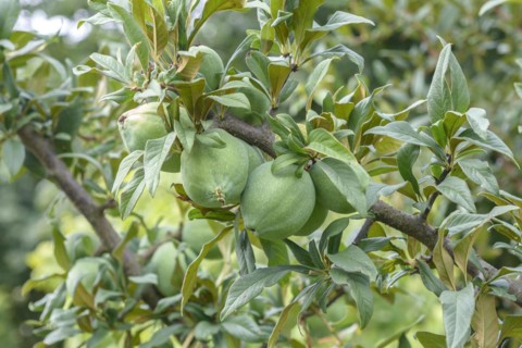 Cathaya ornamental quince (Chaenomeles cathayensis), Paul Schwieters nursery, Rosendahl-Holtwick,