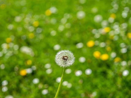 Dandelion (Taraxacum), dandelions, in a meadow, Offenbach am Main, Hesse, Germany