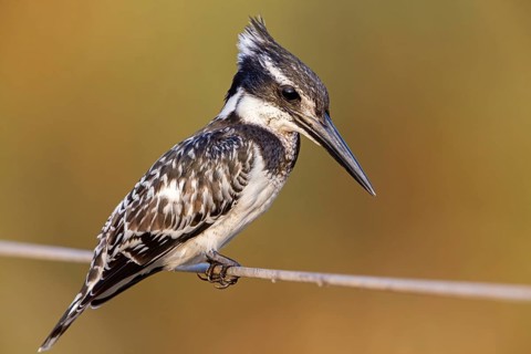 Grey Kingfisher, (Ceryle rudis), kingfisher, animals, birds, kingfisher family, perch, Lahavot