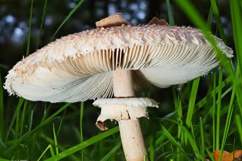 Mushroom Parasol mushroom (Macrolepiota procera), blurred background, North Rhine-Westphalia,
