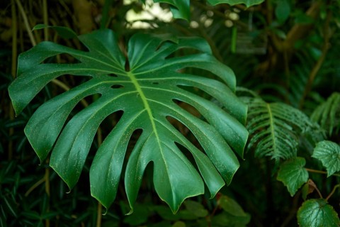 Monstera Madness: The Ultimate Guide to Growing and Caring for Monstera Plants. Growing Lush and