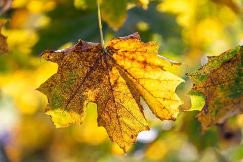 Autumn leaves, Brunn am Wald, Lower Austria, Austria