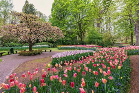 Tulip flower bulb field in garden, spring season in Lisse near Amsterdam Netherlands