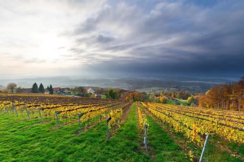Autumn atmosphere, sunlight breaking through clouds, foliage colouring in the vineyard, St