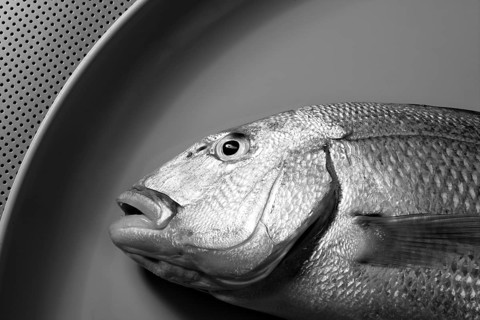 Denton, Mediterranean sparus fish, family of gilthead and snapper