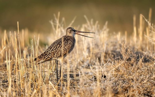 Godwit Bird Prairie in Saskatchewan Canada Wild