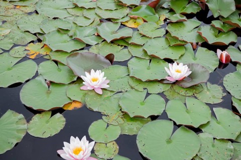 Water lily (Nymphaea), several flowers, Bavaria, Germany