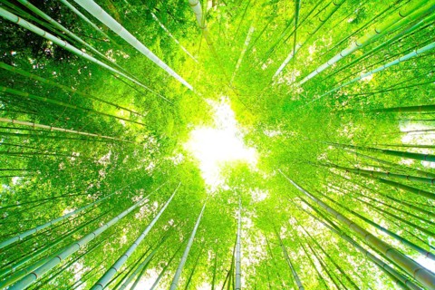 Light that plugs into a bamboo grove. Shooting Location: Kamakura, Kanagawa Prefecture