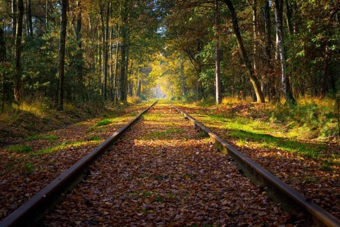 Empty railroad track through the forest in autumn (fall) on a sunny day, vanishing point. Beauty in