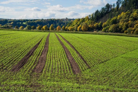 A barley field in October, Wesertal, Weserbergland, Germany
