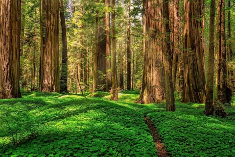 Color image of a redwood forest. Northern California, USA