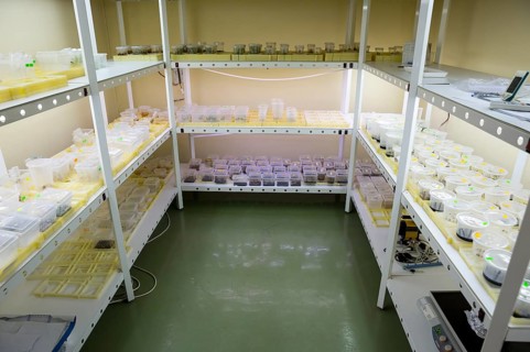Breeding of rare plants in a biotech laboratory. The plants are dibbled in small plastic buckets