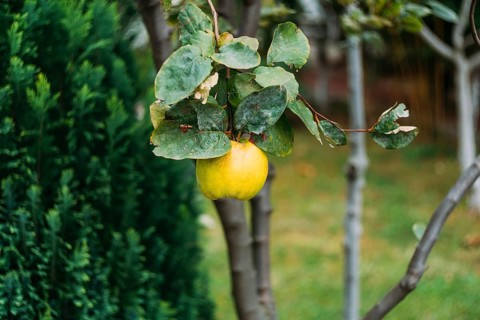 Yellow quince fruit on a tree. Organic natural quince apples on the tree at fall