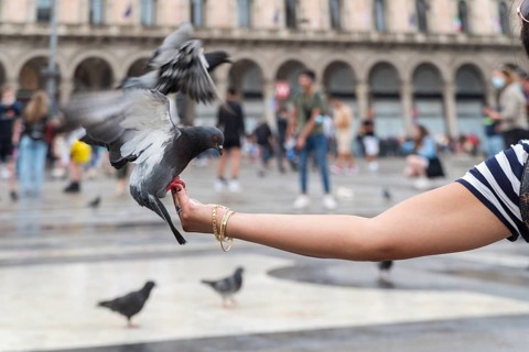 Pigeon balancing on a woman's hand searching for food