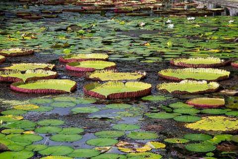 Pond, giant water lilies, Victoria, Victoria plant (Nymphaeaceae), Sir Seewoosagur Ramgoolam