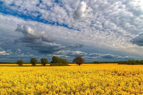 Rapeseed landscape