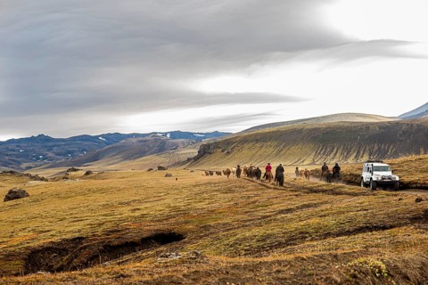 Icelandic horses, Landmanalaugar, Iceland
