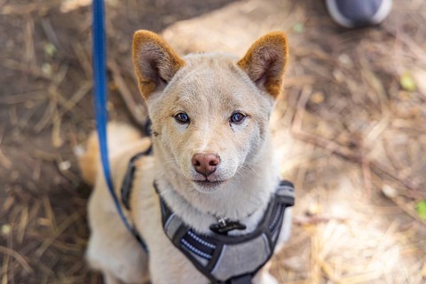 Curious red Shiba Inu puppy is seen up close from above sitting outdoors against a blurry woodland