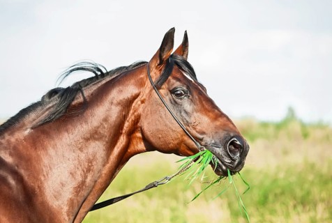 Portrait of wonderful bay sportive stallion in the meadow