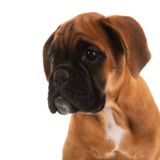 Portrait young boxer puppy on white background
