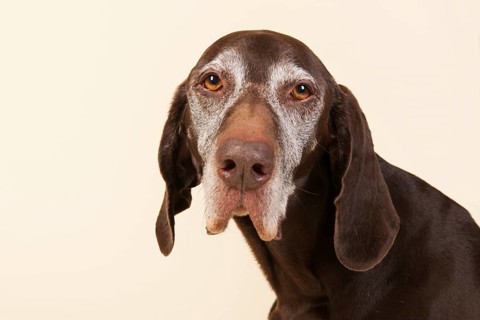 Portrait of old dog with white head on cream background