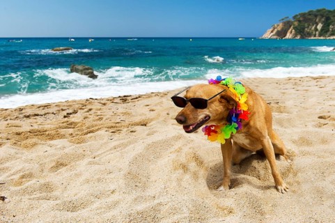 Relaxing dog at the beach with flowers garland