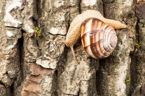 Snail on tree bark. Studio shot