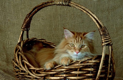 Main-Coone cat red-classic-tabby male, 1 year old