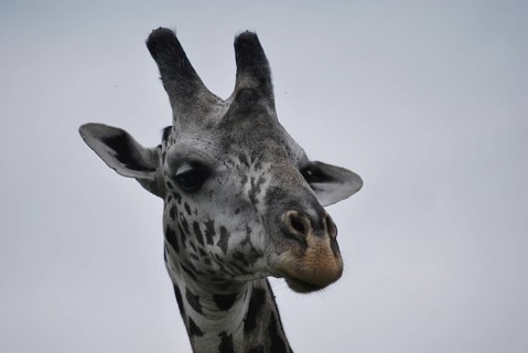 Head of giraffe seen closely under a grey sky