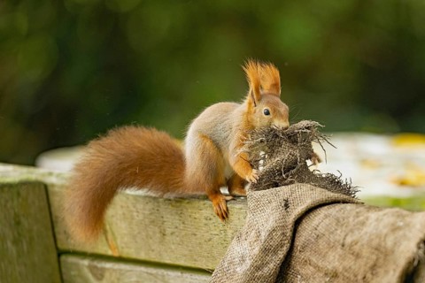 Squirrel biting potato sack in mouth sitting on backrest of wooden bench looking from front